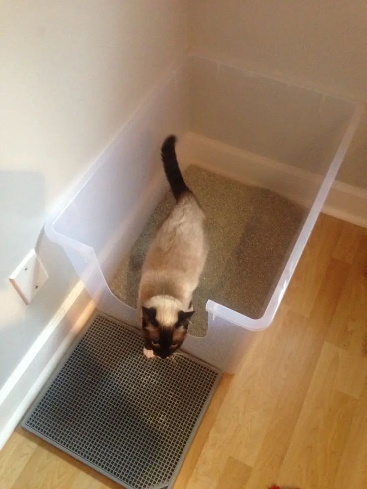 1. Most Cats Start Using The Litterbox In 14 Days