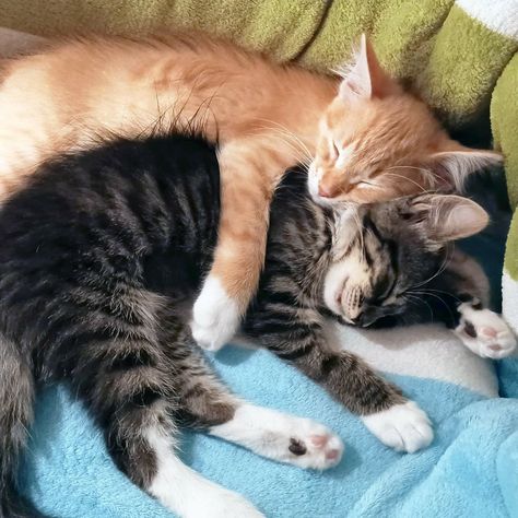 2. It Actually Works for Multi-Cat Households (Not Just Single Cats)
